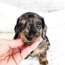 Black Dapple Boy - Dapple male Dachshund puppy in Mineral Wells, Texas from Chilidog Dachshunds