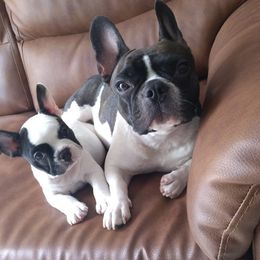 Lashmy - French Bulldog