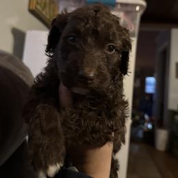 Sally - Red female Aussiedoodle puppy in Four Oaks, North Carolina from RoseWest Farms