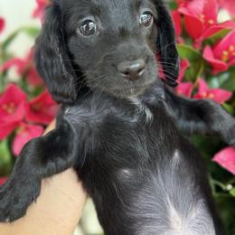 Girl 2 - Black female Dachshund puppy in Harold, Kentucky from Taylors Tiny Tails