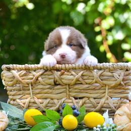 Australian Shepherd Puppies from CherryCove Aussies