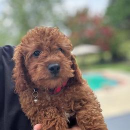 Jacob - Red  male Goldendoodle puppy in Germantown, Maryland from Honey Blossom Doodles