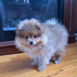 Jack - Orange sable male Pomeranian puppy in Brooklyn, New York from Svitlana's Pomeranians