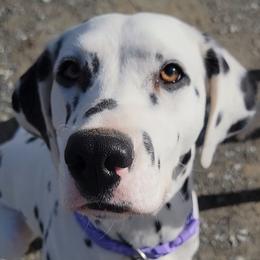 River - Dalmatian