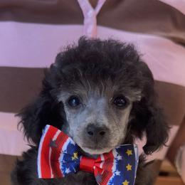 Whistles - Silver male Poodle puppy in Lake Elsinore, California from Amber's Bichon Frise and Poodles
