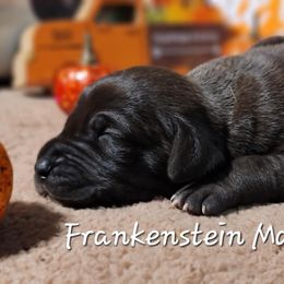 Great Dane Puppies from Caddylicious Great Danes