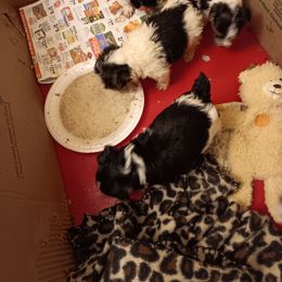 Sam - Chocolate, tan and white male Yorkshire Terrier puppy in Redford Township, Michigan from Childress Yorkies