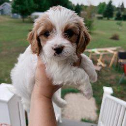 Chrysanthemum(Ginger) - Blenheim female Cavapoo puppy in Battle Lake, Minnesota from Panda Puppies