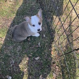 American Corgi Puppies from Whitecreek Corgis of Columbus, IN