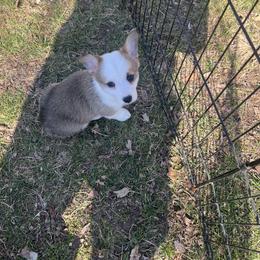 American Corgi Puppies from Whitecreek Corgis of Columbus, IN