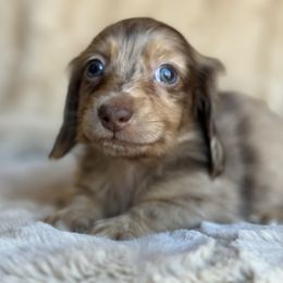 Murphy - Dapple Dachshund puppy in Bluff City, Tennessee from Sidanelv Dachshunds