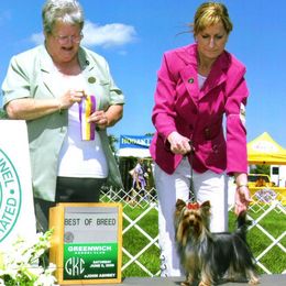 Lagotti Romagnoli and Yorkshire Terriers from Sherlyn Kennels