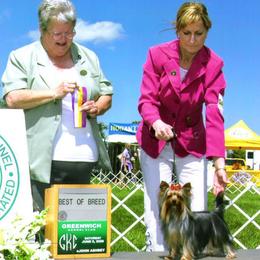 Lagotti Romagnoli and Yorkshire Terriers from Sherlyn Kennels
