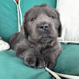 Gray M - Red Collar - Gray male Newfoundland puppy in New York from Johnson Farms