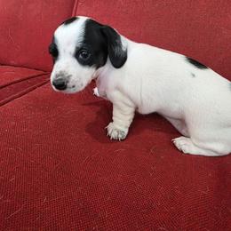 Girl 1 - Piebald female Dachshund puppy in Farmerville, Louisiana from Hancock House of Basset Hounds & Mini Dachshunds