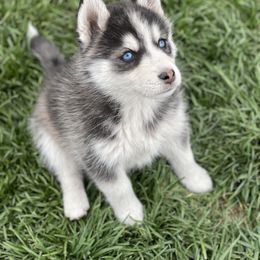 Chinese Crested and Pomsky Puppies from Willow Creek Cresteds