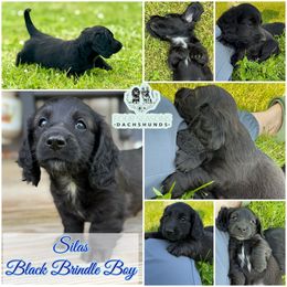 Silas - Black male Dachshund puppy in Meadville, Pennsylvania from Four Seasons Dachshunds