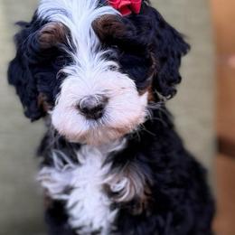 Max-Red collar girl - Tri-color female Bernedoodle puppy in Colorado Springs, Colorado from Mercy Mountain Bernedoodles