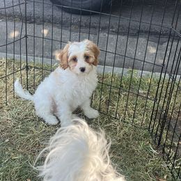 Calvin - Apricot male Cavapoo puppy in Santaquin, Utah from Willow & Wag Farm