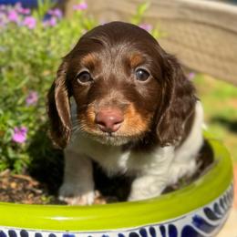Twig - Piebald male Dachshund puppy in Gentry, Arkansas from Sweet As Pie Doxies