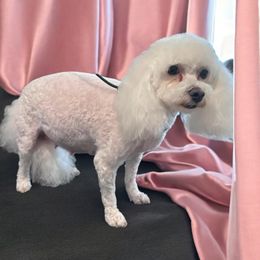 Daisy - Companion Cross