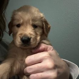 Pink Collar - Golden female Golden Retriever puppy in Tulsa, Oklahoma from Triple J Goldens, LLC