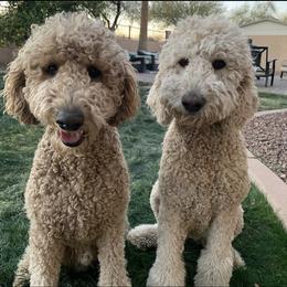 Clifford - Goldendoodle