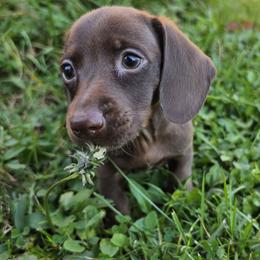 Hershey - Chocolate male Dachshund puppy in Atwater, Ohio from Ivy Willow Dachshunds