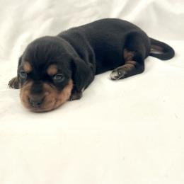Pink - Black and tan female Dachshund puppy in Silver Springs, Florida from DeMarsh's Dachshunds