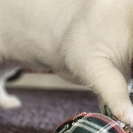 Parson Russell Terriers from Jumping Jack's Russell Terriers