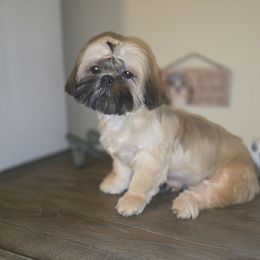 Teddy AKC Champion Bloodline - Brindle male Shih Tzu puppy in Kings Mountain, North Carolina from Britany's Shih Tzus