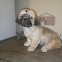 Teddy AKC Champion Bloodline - Brindle male Shih Tzu puppy in Kings Mountain, North Carolina from Britany's Shih Tzus