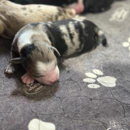 Sanji - Blue merle male Miniature Australian Shepherd puppy in Asheboro, North Carolina from Stellar Aussies