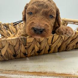 Thunder - Red  male Goldendoodle puppy in Sunman, Indiana from Brunsman Country Doodles LLC