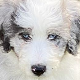 Aussiedoodle, Australian Shepherd, and Toy Australian Shepherd Puppies from Tumblin T Aussies and Aussiedoodles