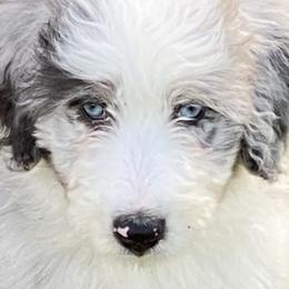 Aussiedoodle, Australian Shepherd, and Toy Australian Shepherd Puppies from Tumblin T Aussies and Aussiedoodles