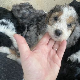 Aussiedoodle, Goldendoodle, and Sheepadoodle Puppies from The Yuppy Puppy Doodle Company