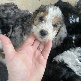 Aussiedoodle, Goldendoodle, and Sheepadoodle Puppies from The Yuppy Puppy Doodle Company