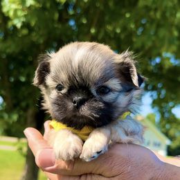 Shih Tzu Puppies from Sweet and Sassy Shih Tzu