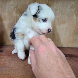 Miniature Australian Shepherd and Toy Australian Shepherd Puppies from Beasley Acres Aussies