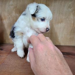 Miniature Australian Shepherd and Toy Australian Shepherd Puppies from Beasley Acres Aussies