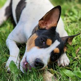 TIMBER - Rat Terrier