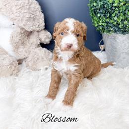 Blossom - Red  female Goldendoodle puppy in from Pink Poodles and Doodles