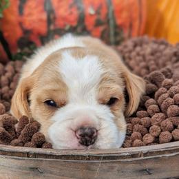 Dandy - Tan and white male Beagle puppy in Baltimore, Maryland from Country Acres Farm