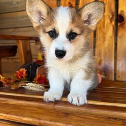 Tucker - Red male Pembroke Welsh Corgi puppy in El Dorado Springs, Missouri from Trixie Dixie