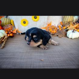 Black and Cream Boy - Black and cream male Dachshund puppy in Choctaw, Oklahoma from TS Performance Horses & Dachshunds