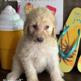 Sunny - Cream female Labradoodle puppy in Paw Paw, Michigan from ProAct Canines