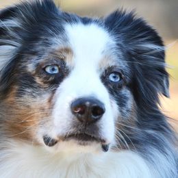 Miniature Australian Shepherds from Rafter JM Aussies