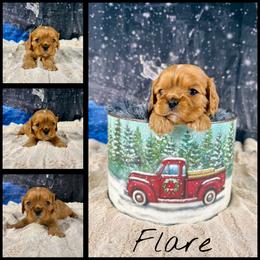 Flare - Ruby male Cavalier King Charles Spaniel puppy in De Pere, Wisconsin from Rose Garden Kennels