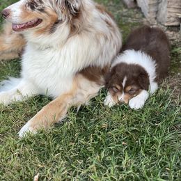 Australian Shepherd Puppies from Gold Hill Aussies